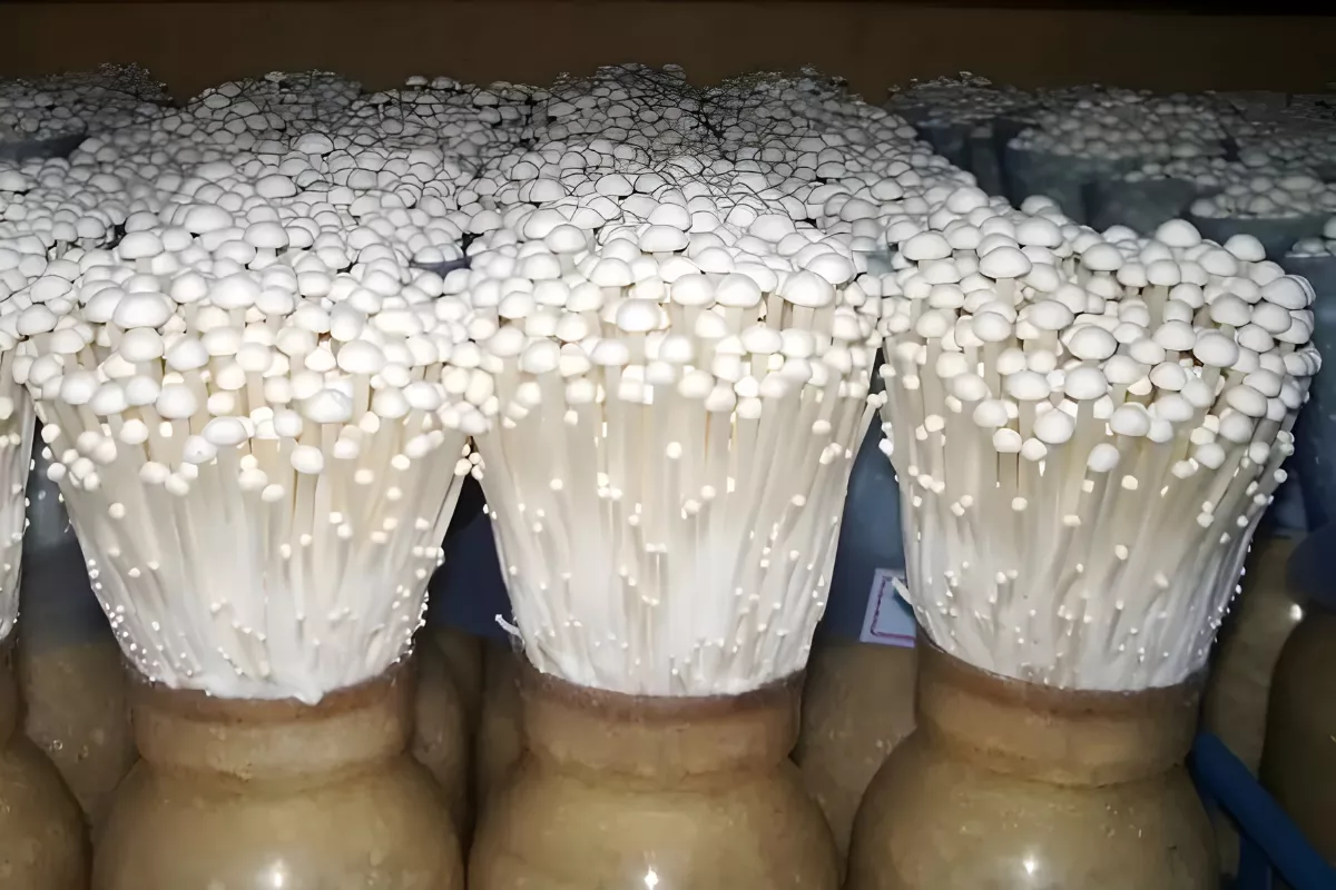 Lagi Viral! Inilah Petunjuk Budidaya Jamur Enoki Buat Pemula