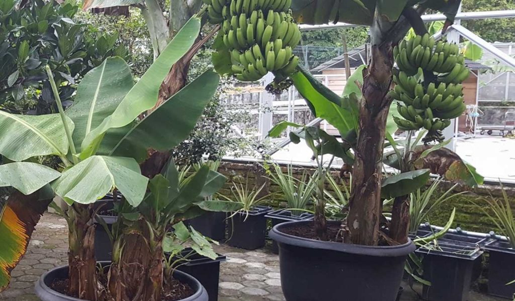 syarat tumbuh pisang
