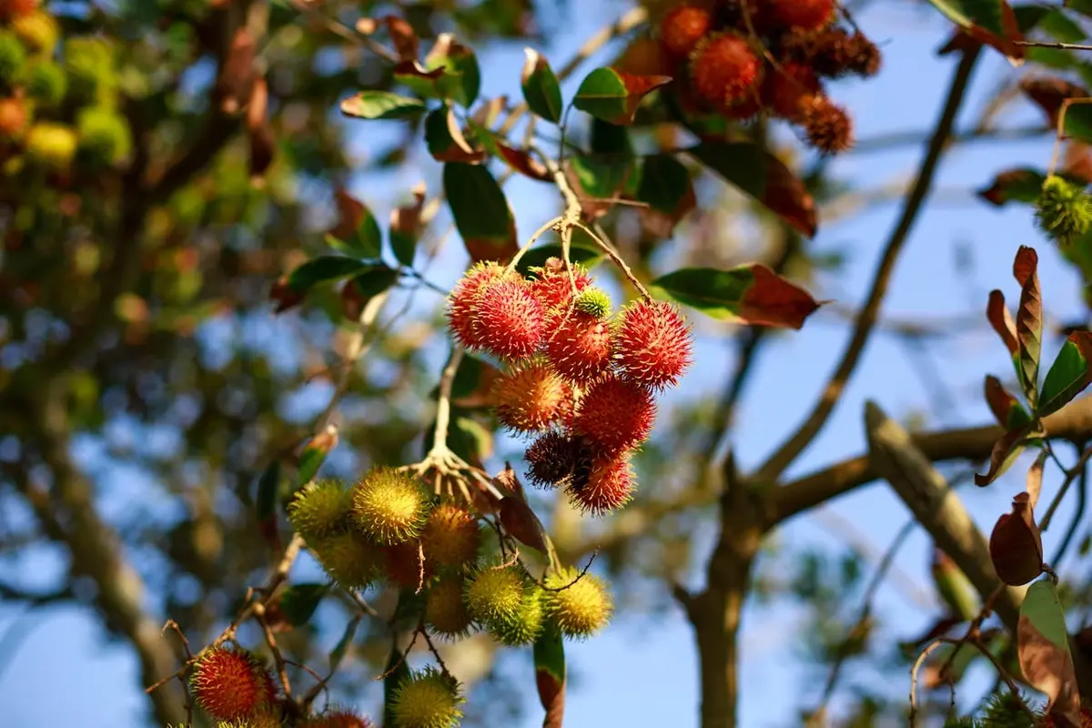 cara budidaya rambutan