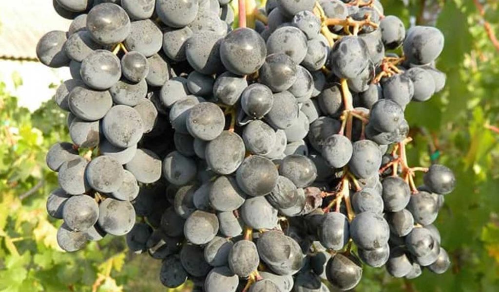 panen buah anggur