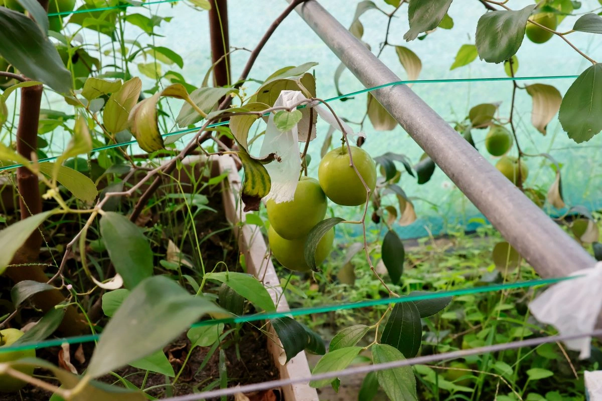 cara menanam pohon bidara