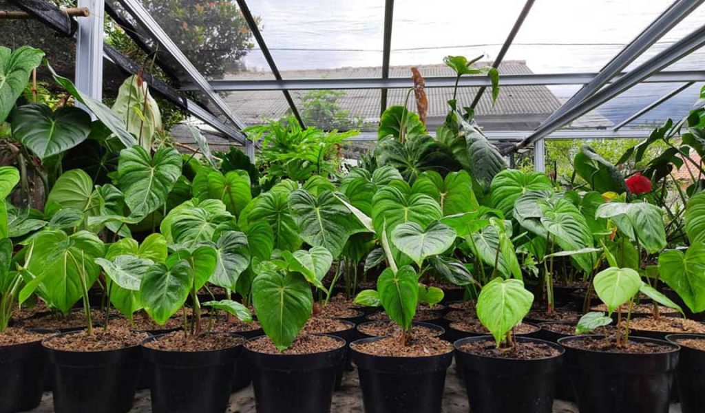 bisnis philodendron