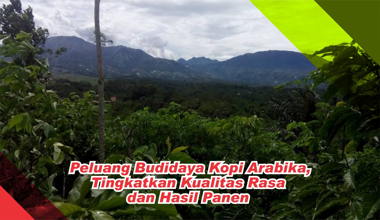 budidaya kopi arabika