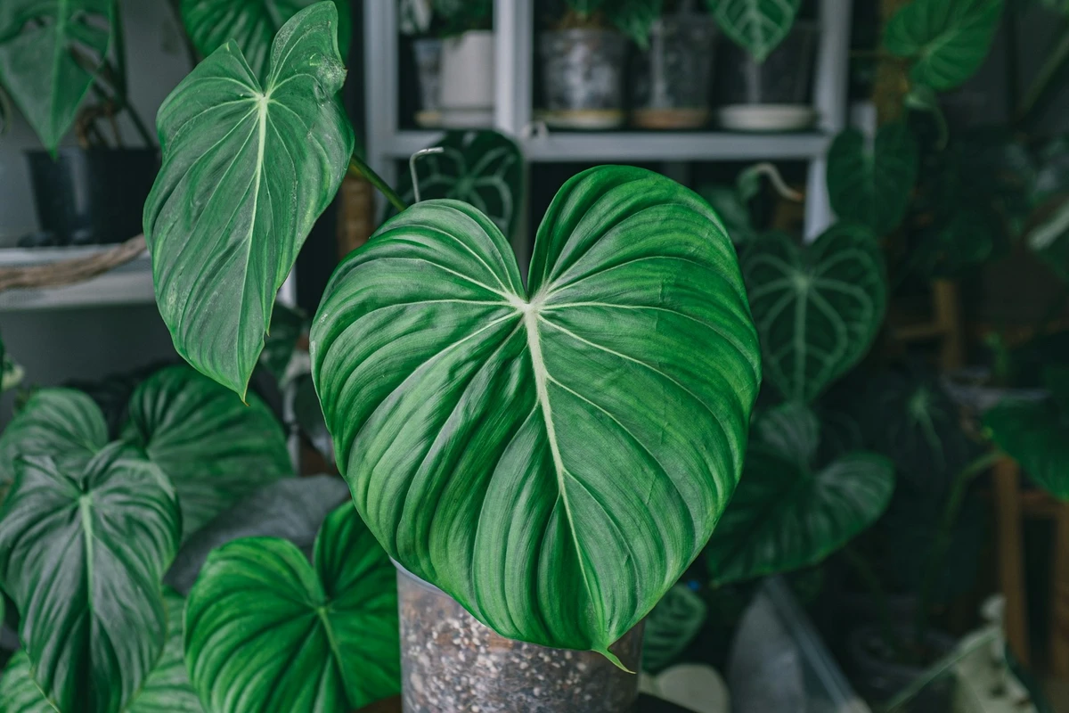 cara merawat philodendron