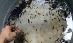 Cara Ternak Ikan Cupang Untuk Pemula, Lengkap Di Rumah