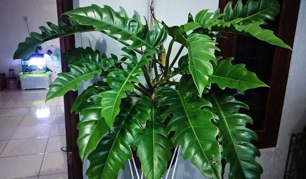 philodendron king dragon