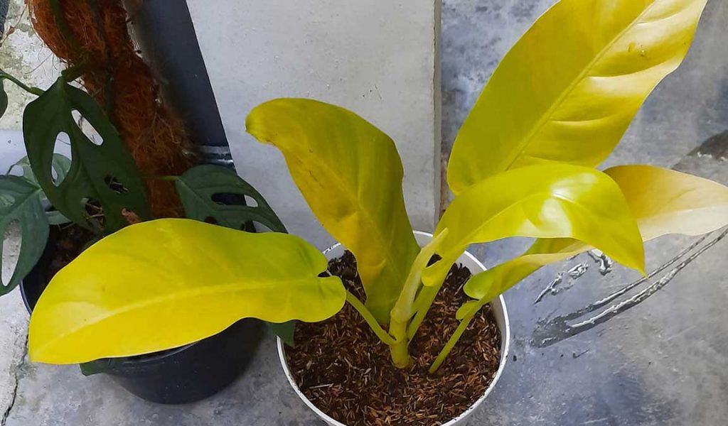 philodendron kuning