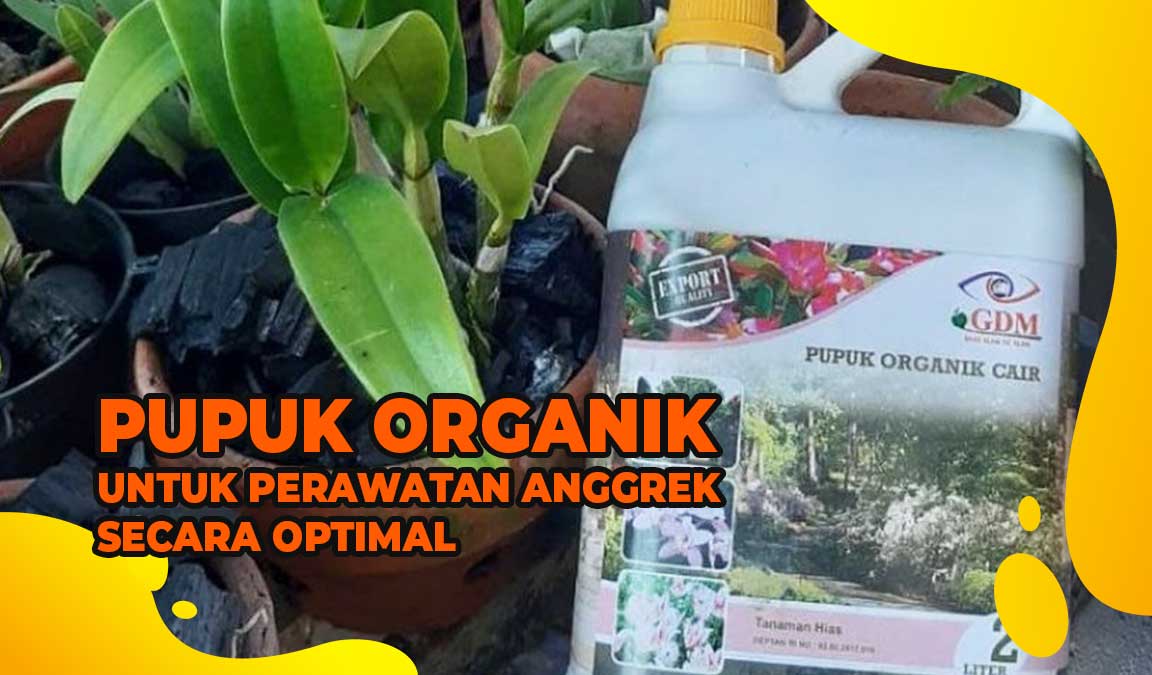 Pupuk Anggrek Agar Cepat Berbunga Dan Berwarna Ngejreng