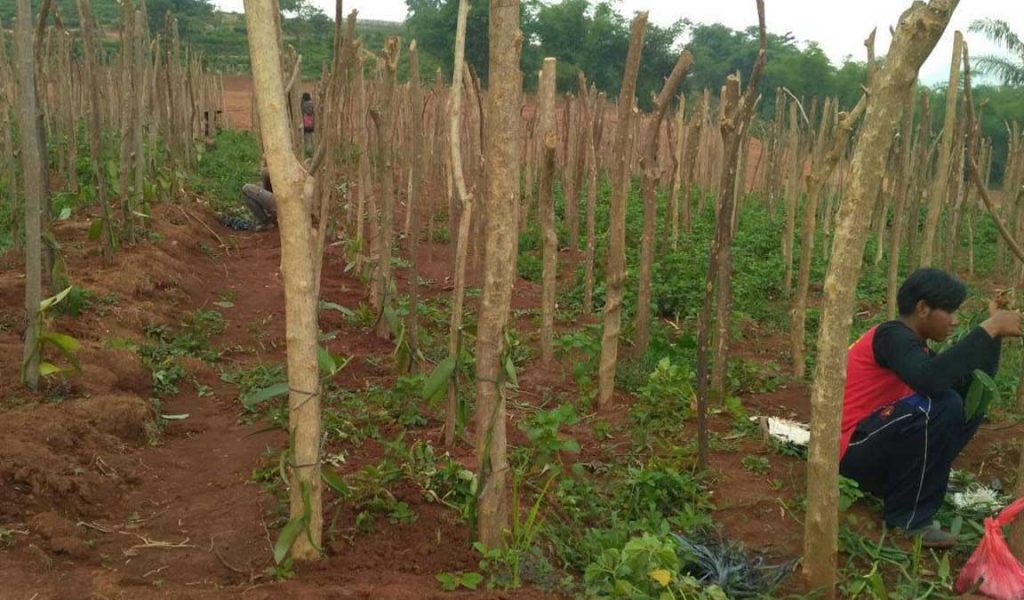 cara menanam pohon naungan vanili