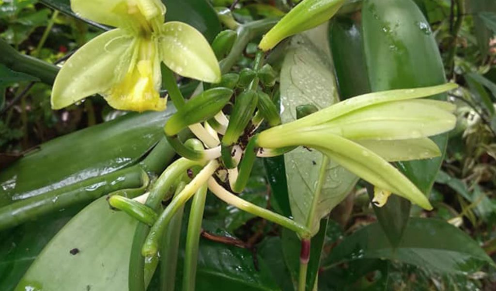 penyerbukan bunga vanili