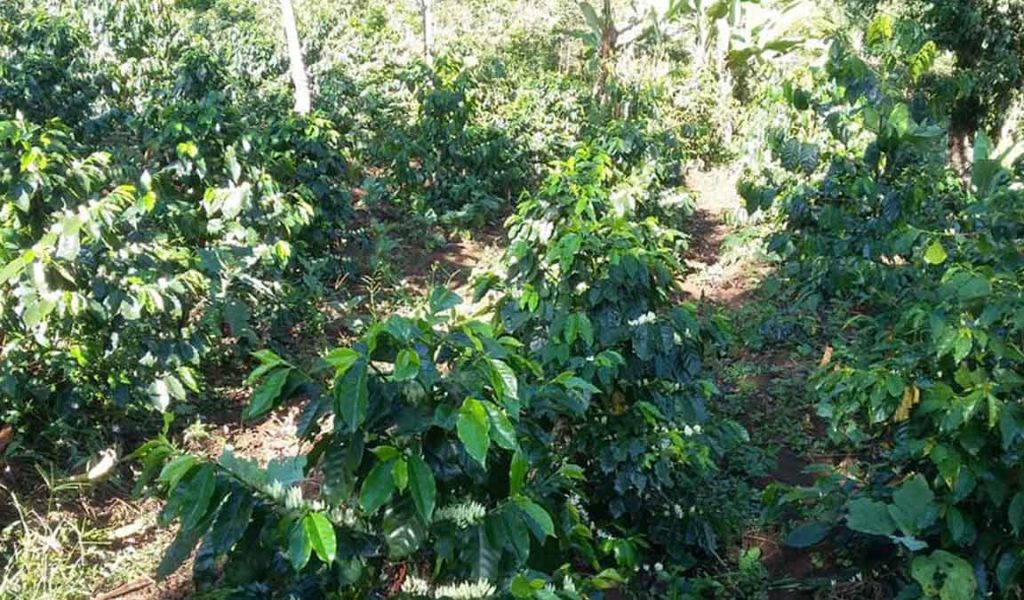 perawatan tanaman kopi