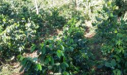 hama dan penyakit kopi arabika