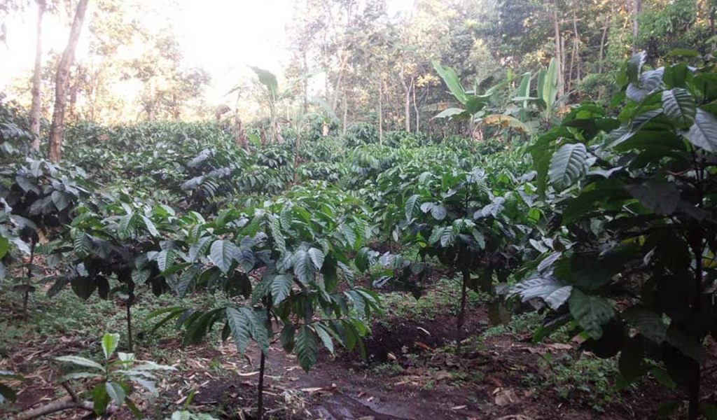 syarat tumbuh kopi robusta