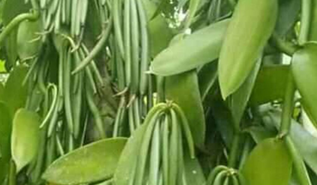 syarat tumbuh tanaman vanili