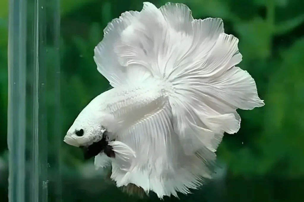 Ikan Cupang Albino Jenis, Ciri-ciri, Harga, & Perawatannya