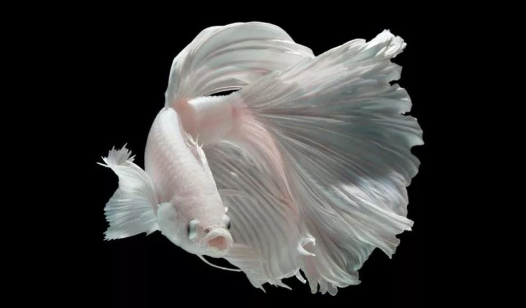 ikan cupang albino