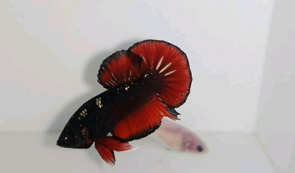 ikan cupang avatar red