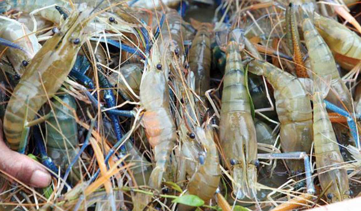 Cara Budidaya Udang Galah Lengkap Mudah Menguntungkan