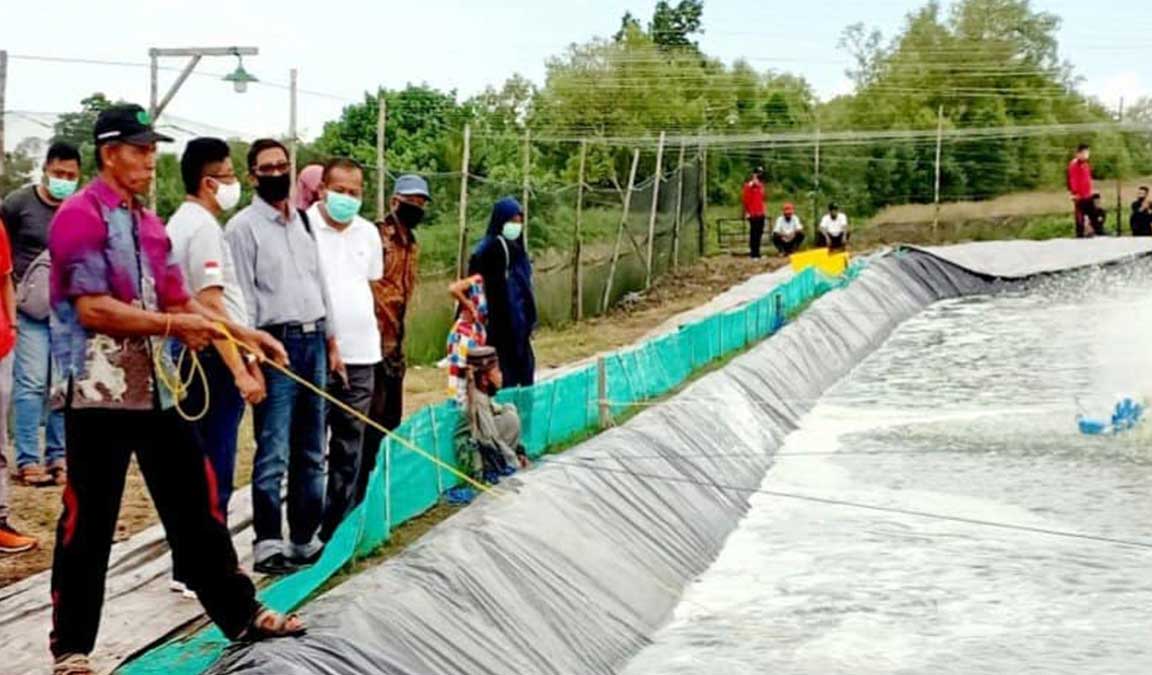 Cara Budidaya Udang Windu Paling Lengkap Untuk Pemula