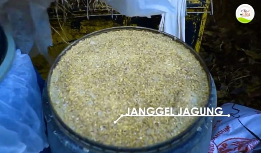 pakan fermentasi dari janggel jagung