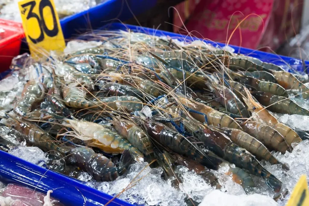 Cara budidaya udang vaname