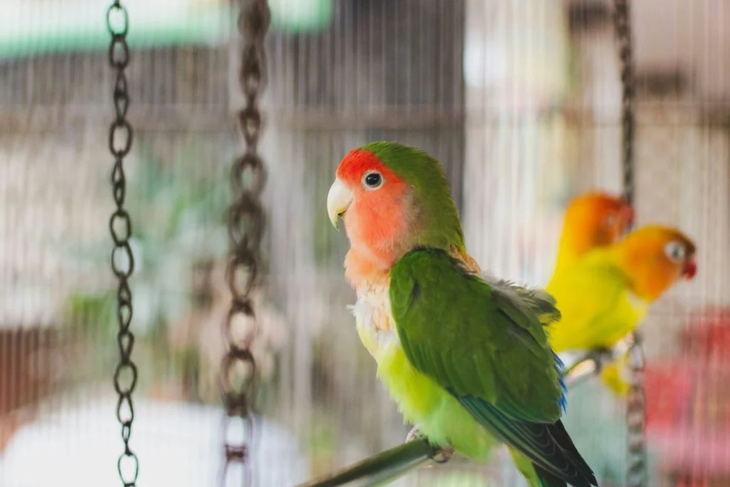 cara merawat burung lovebird menang lomba 