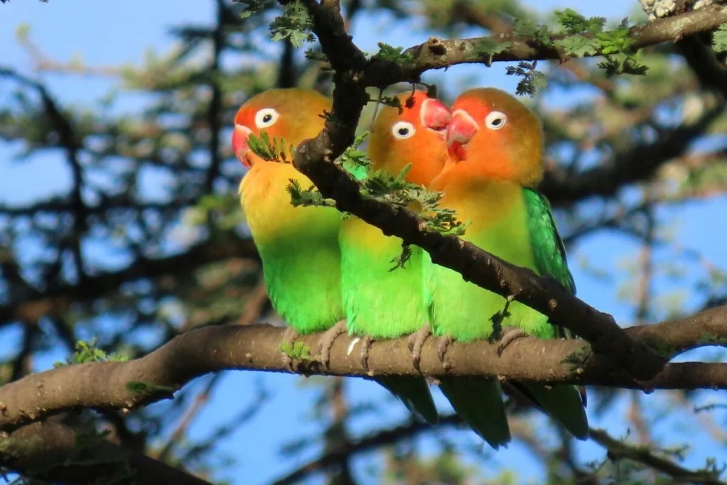 Cara merawat burung lovebird menang lomba