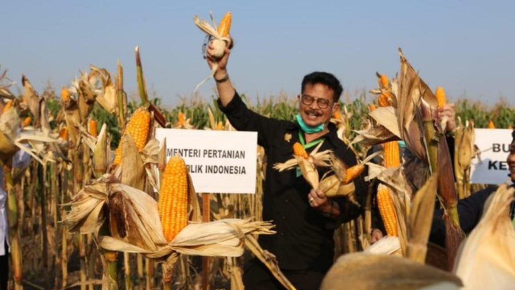 Inilah 10 Provinsi Penghasil Jagung Terbesar Indonesia