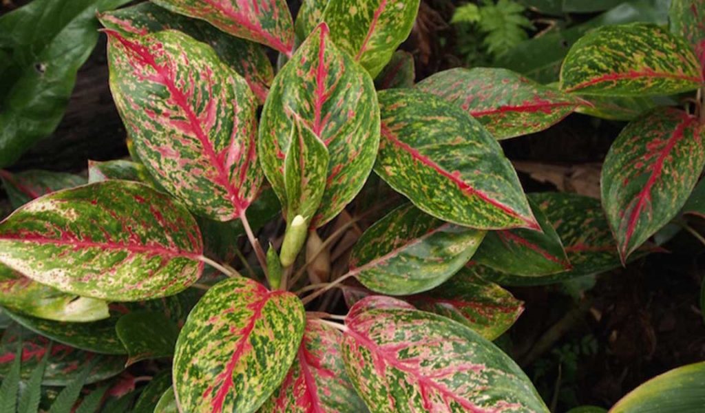 aglaonema adelia