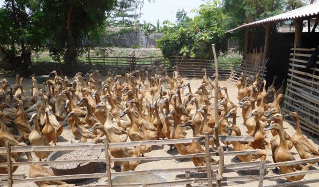 ternak bebek petelur 100 ekor