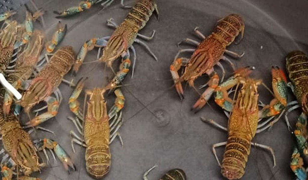 indukan lobster air tawar