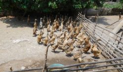 usaha ternak bebek