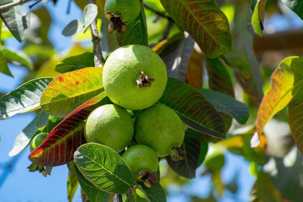 panduan budidaya jambu kristal dari biji sampai masa panen