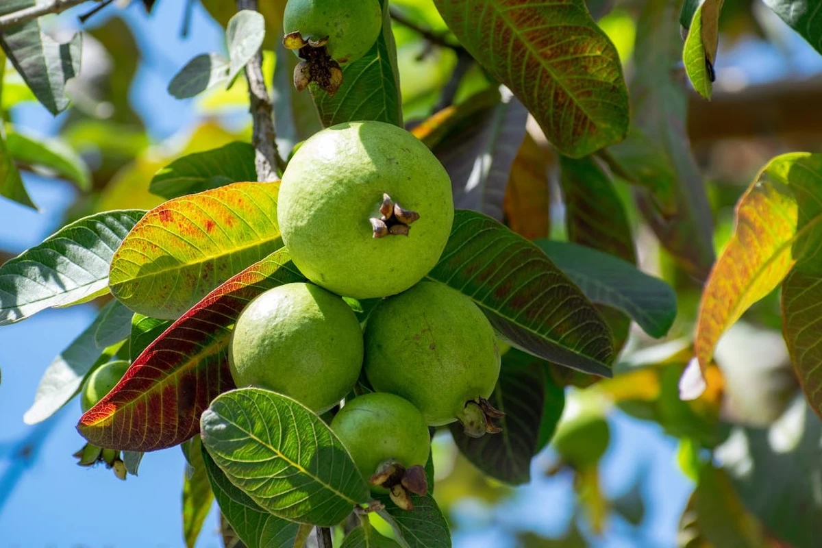 panduan budidaya jambu kristal dari biji sampai masa panen