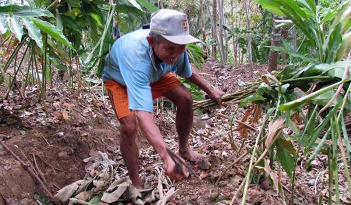 Cara Budidaya Kapulaga Agar Berbuah Lebat And Rutin Panen 7702