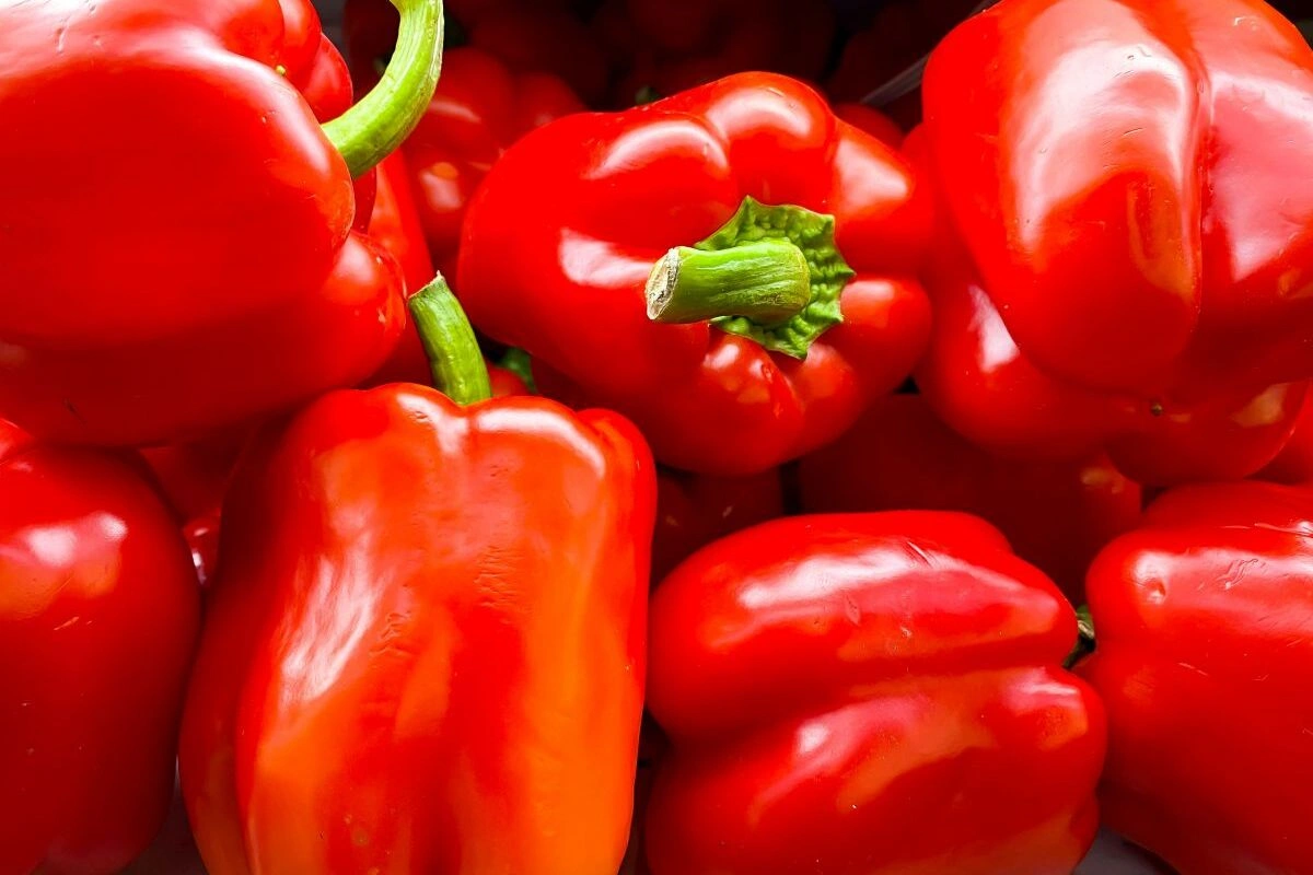 cara menanam paprika dari biji