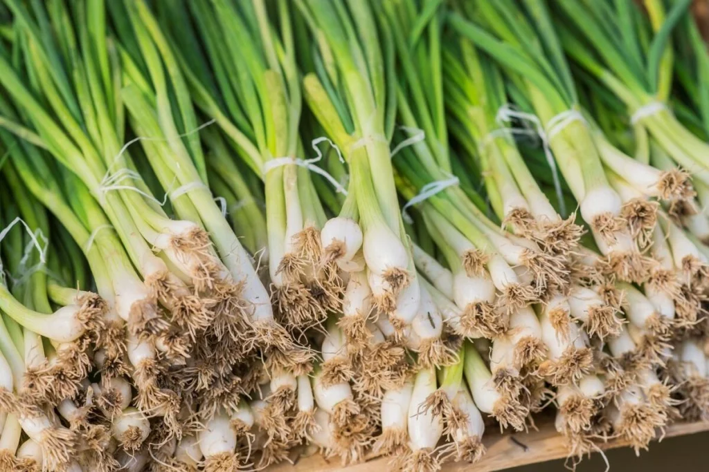 contoh hasil cara menanam daun bawang