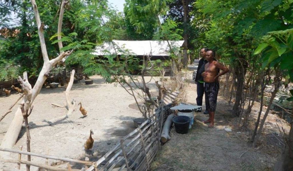 kandang bebek petelur