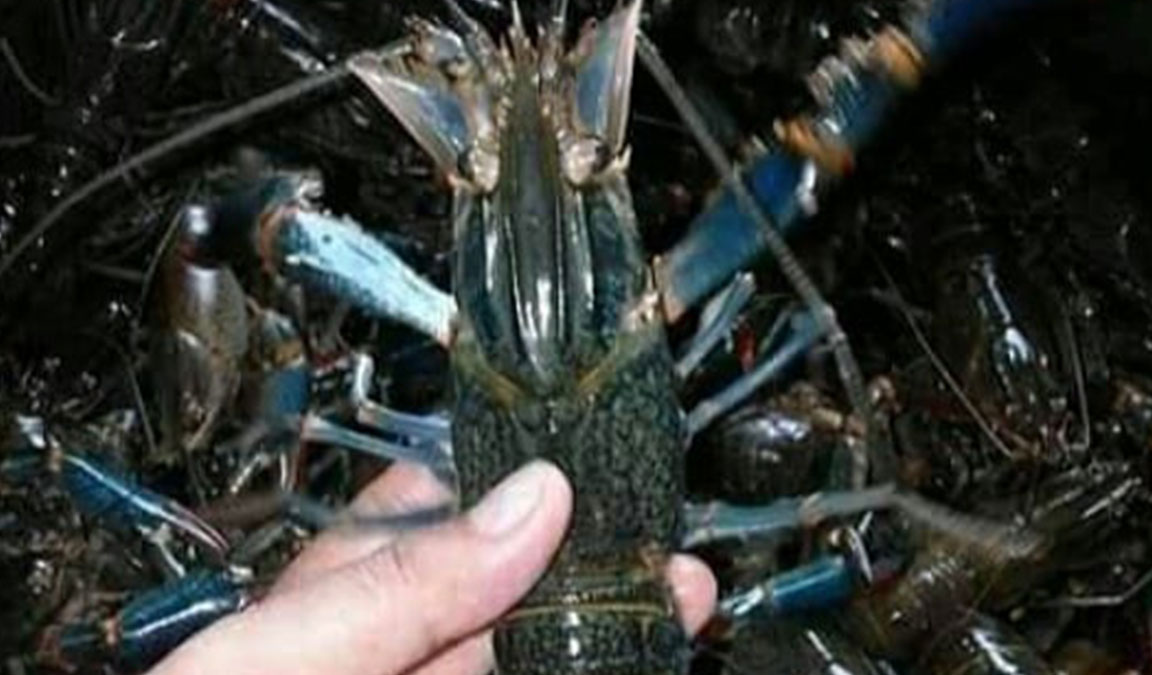 penyebab lobster air tawar mudah mati