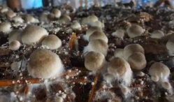 cara memilih bibit jamur merang