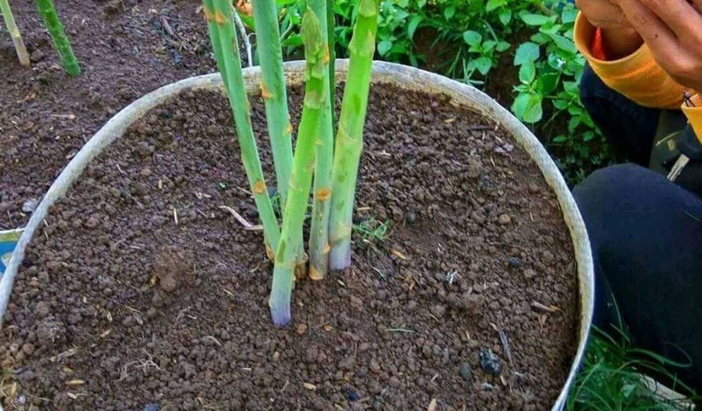 perawatan bibit asparagus
