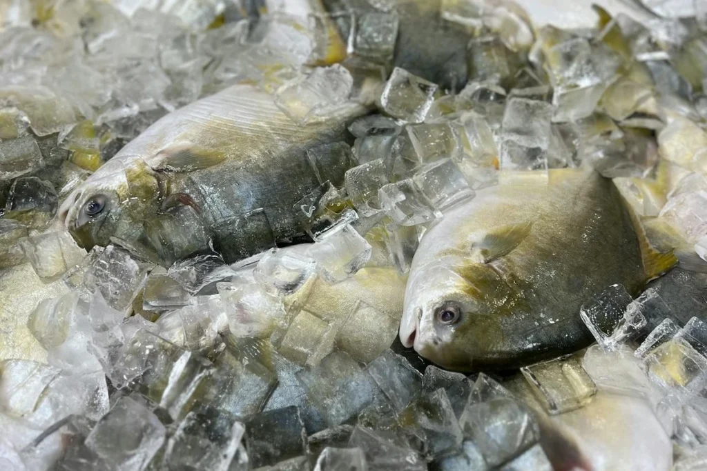 panduan budidaya ikan bawal dan perawatannya