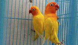 penyakit burung love bird