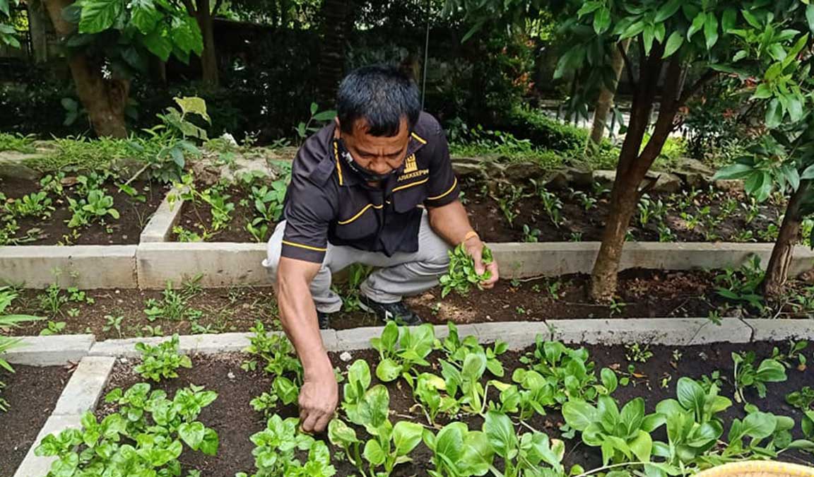 Cara Menanam Pakcoy Di Polybag Mudah And Menguntungkan