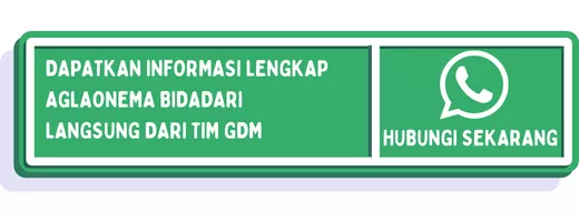 CTA aglonema tengkorak 1