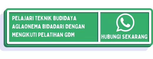 CTA aglonema tengkorak 2