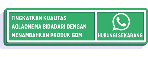 CTA aglonema tengkorak 3