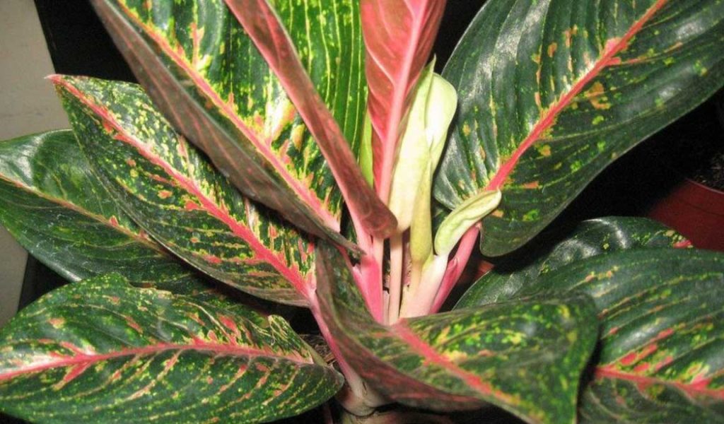 aglaonema adelia