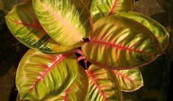 aglaonema moonlight