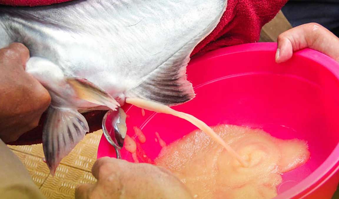 cara memijahkan ikan patin
